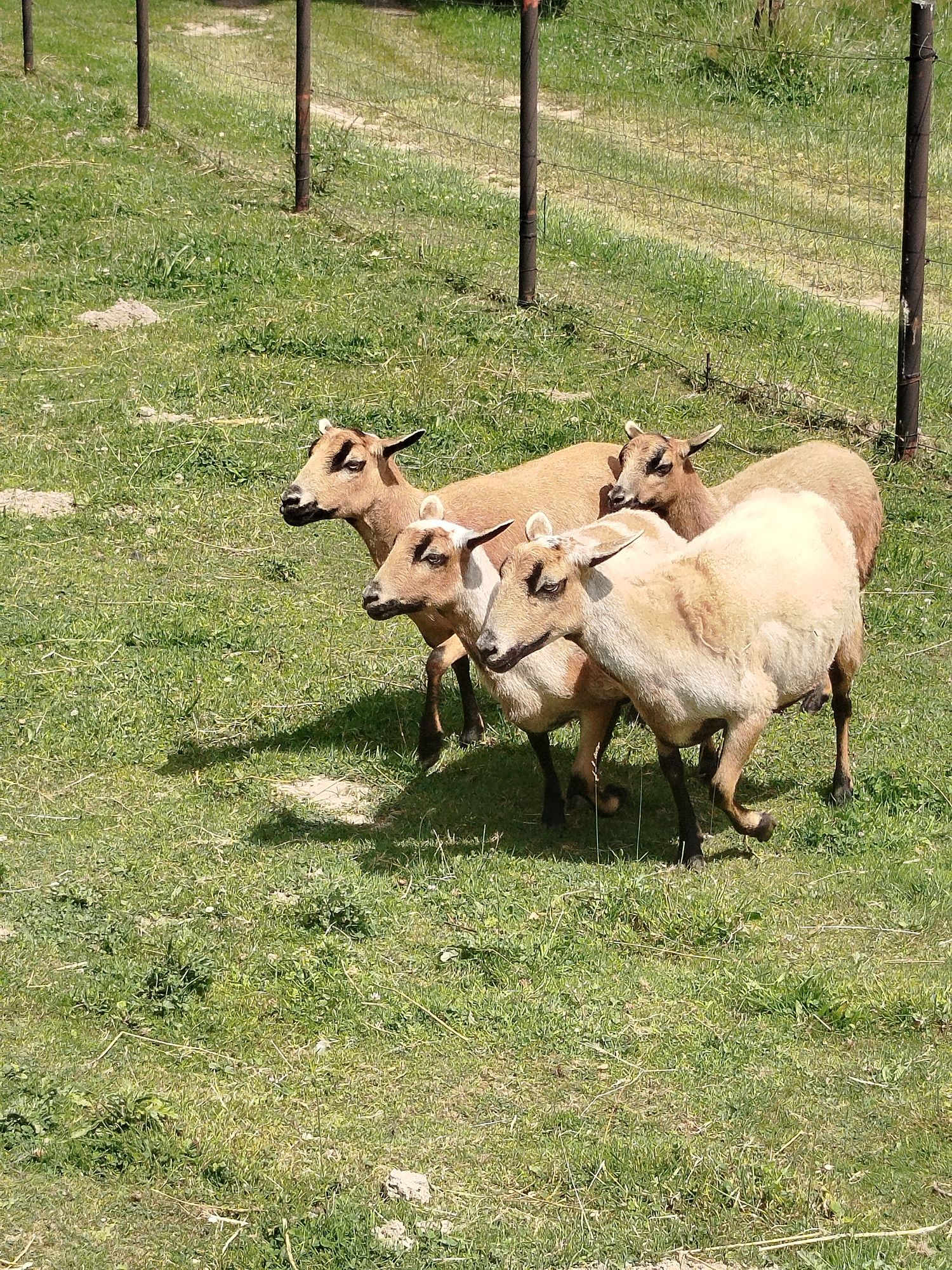 Owce kameruńskie