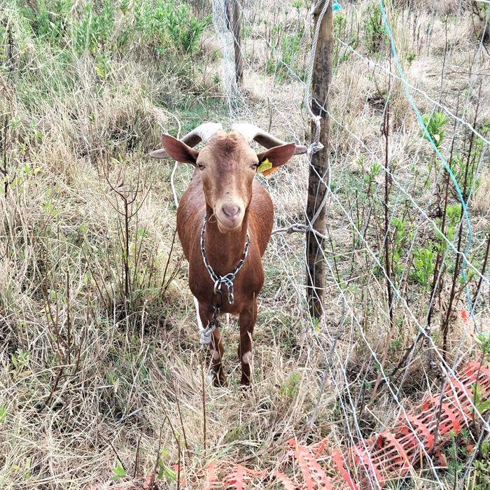 chibo de raça malaguenha