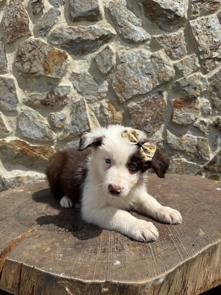 Border collie castanha