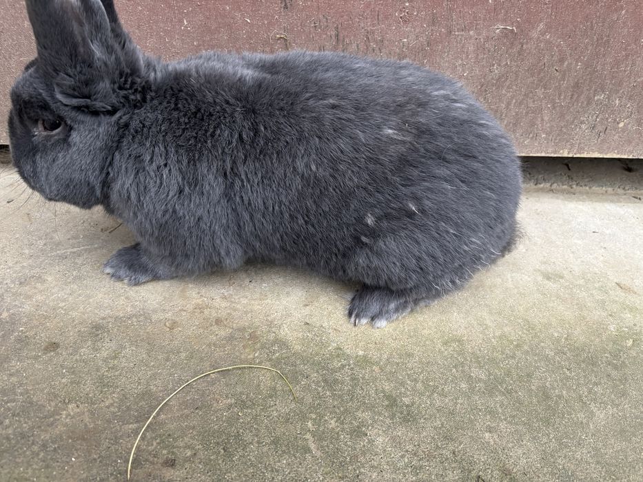 Samiec krolik wiedenski niebieski l