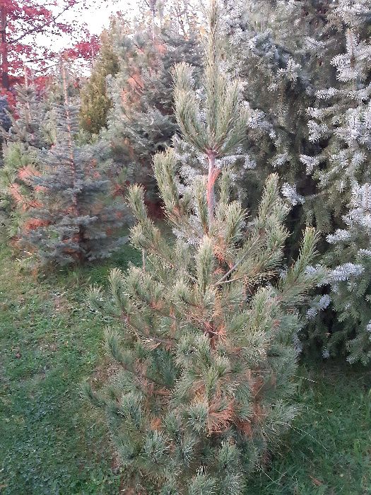 Sosna Armanda Limba różne duże do wysokości 400cm transport sadzenie.
