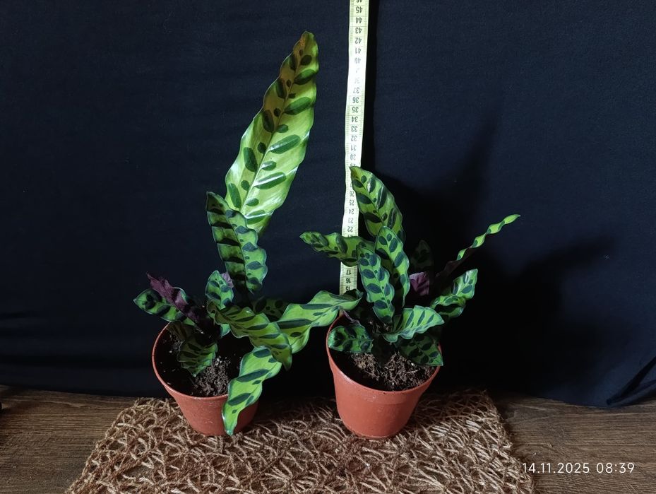 Калатея Лансіфолія