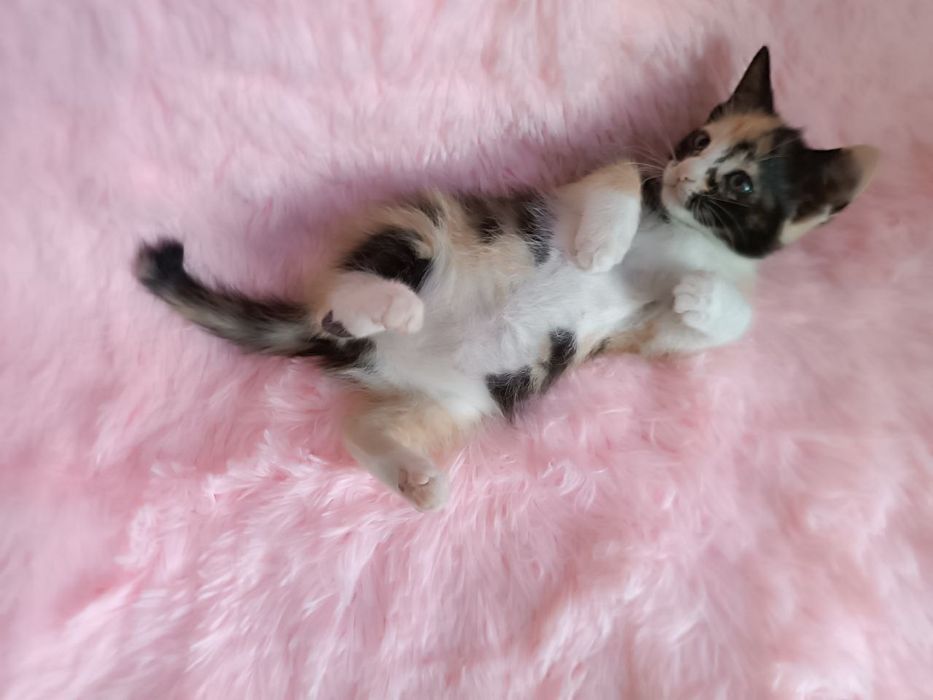 Котодівчинка чекає на найкращу родину