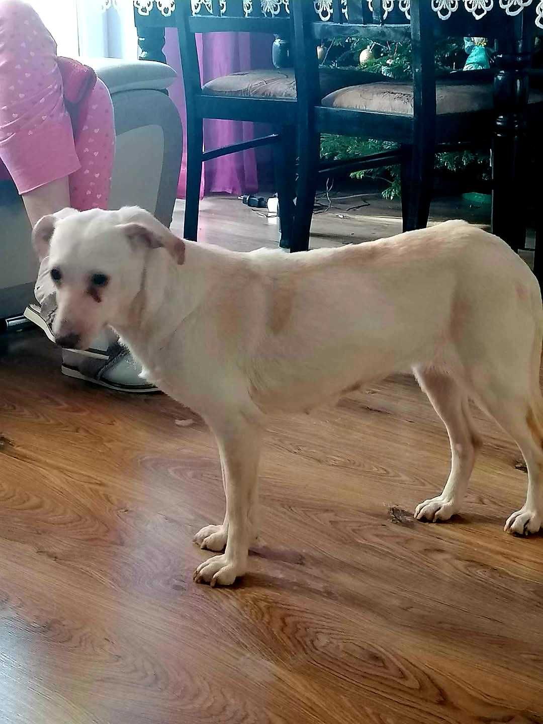 W typie charta wloskiego okolo 8 lata Adopcja
