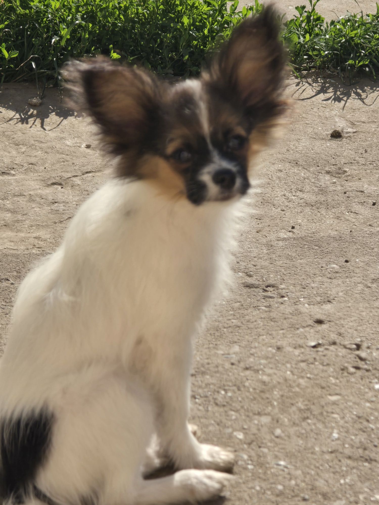 Papillon piesek FCI