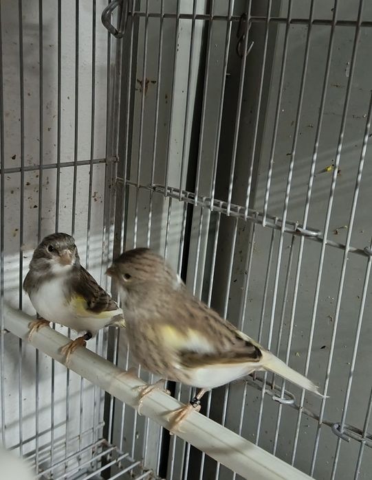 Cedência de Canários 2025 Excelentes Cantores