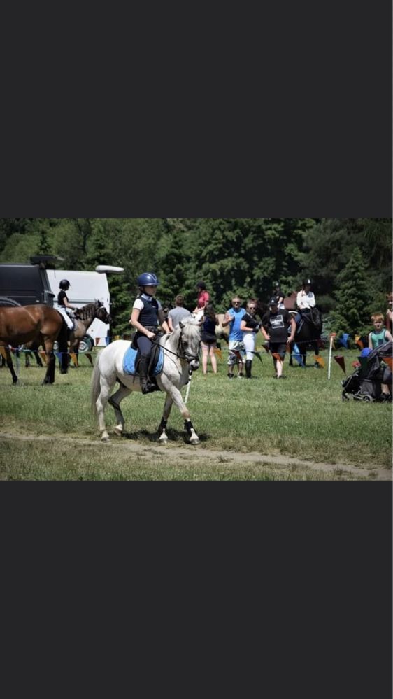 Cavaliadowy kucyk do sportu