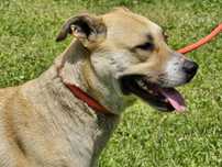 Saga suczka do adopcji