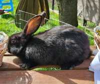 Młoda króliczka- czarnula, dużej rasy