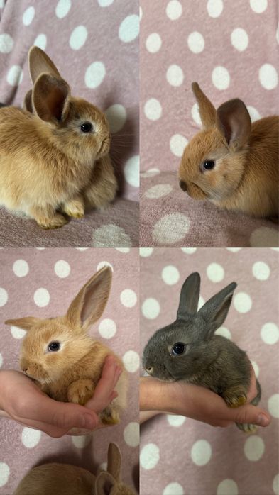 Кролики декоративні. БЕЗКОШТОВНО