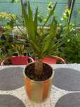 Planta Aicula nova