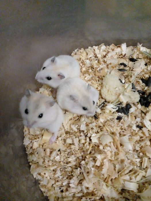 Мандариновые малыши джунгарики!