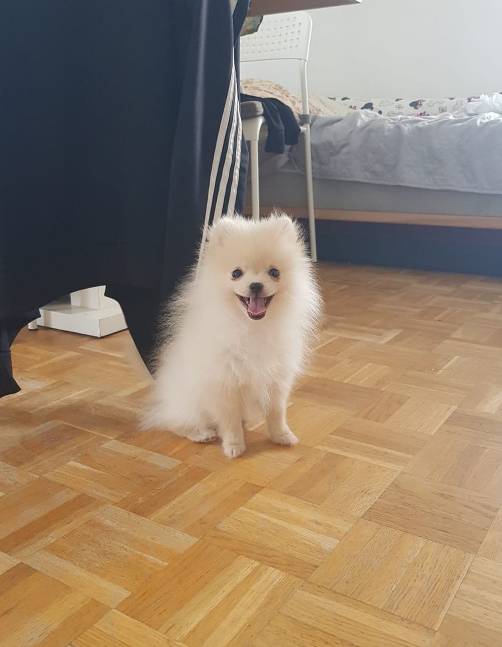 Szpic Miniaturowy Pomeranian Piesek