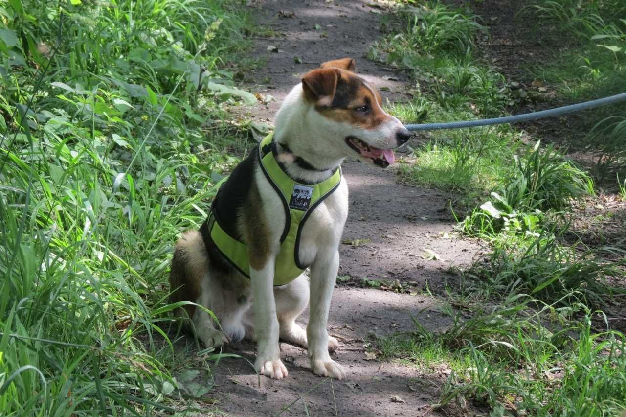 Rio - trikolorowy, piękny psiak, niewidomy - do adopcji.