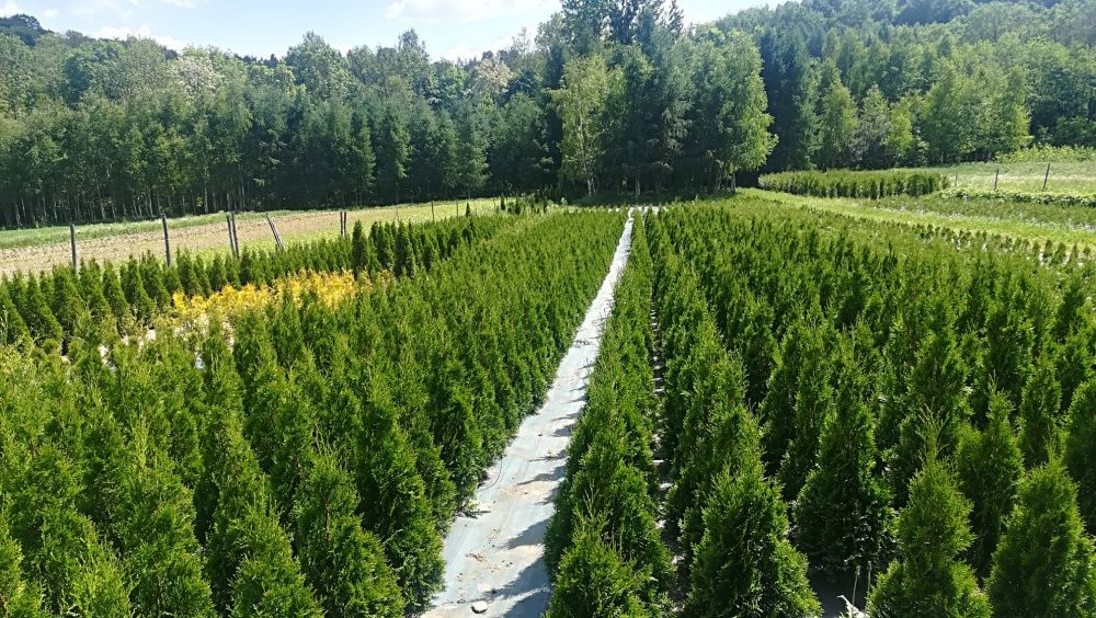 Thuja tuja Smaragd Szmaragd 130-140 cm kopane z gruntu