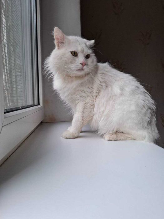 Котик Біляшик з прифронтової зони