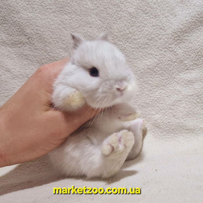 Продається миле торчевухе кроличеня дівчинка породи Нідерландський кар