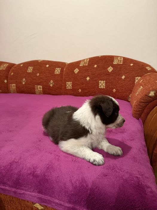 Piesek Border Collie