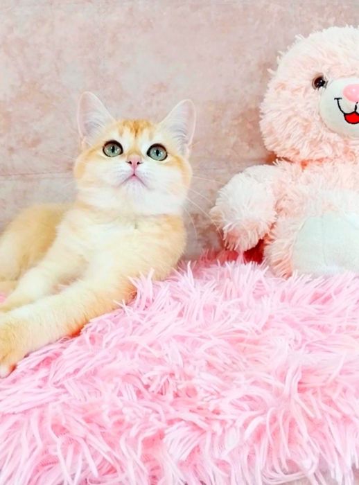 Чарівна зеленоока красунечка шотландська дівчинка