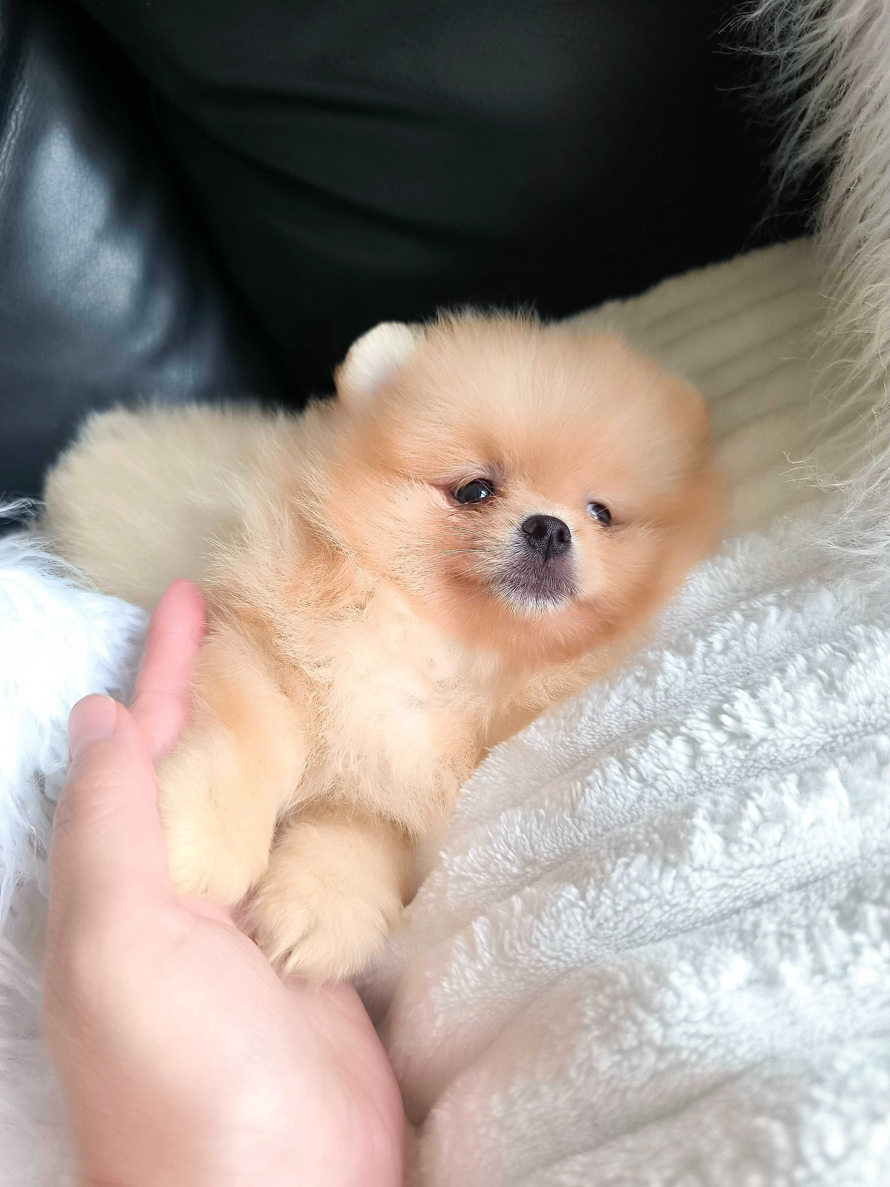 Spitz Anão Lulu da Pomerânia. Super mini. Lop e Afixo. Russo. Ursinha.