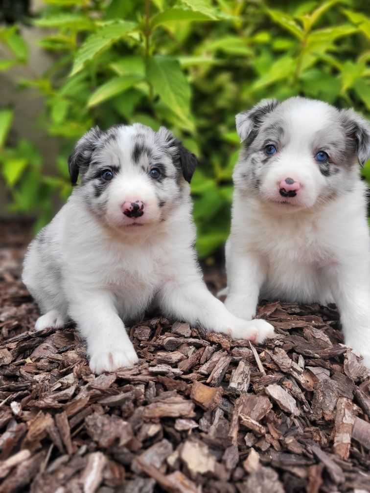 Border Collie Piesek 1 Zaprasza