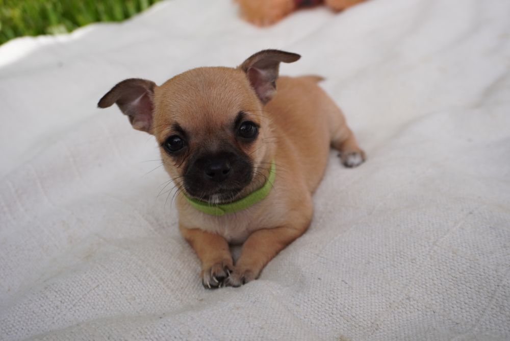 Chihuahua macho mini