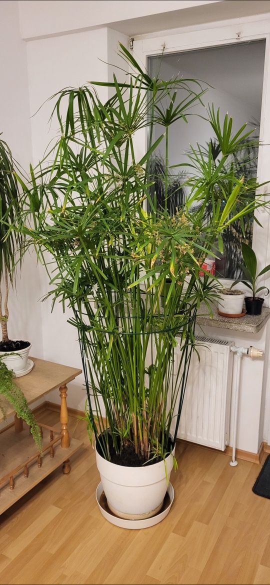 Papirus,cibora, Tunezja, odnóżki  ukorzenione