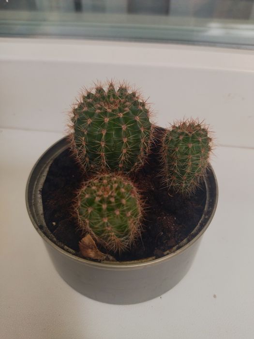 Кімнатна рослина кактус