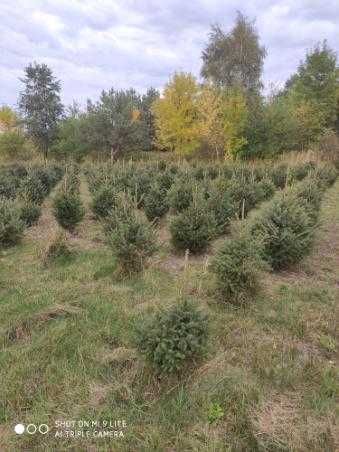 Świerk srebrzysty - własna plantacja- zamów już dziś