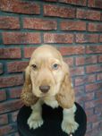 Cocker Spaniel Angielski-gotowy do odbioru-rodowód.
