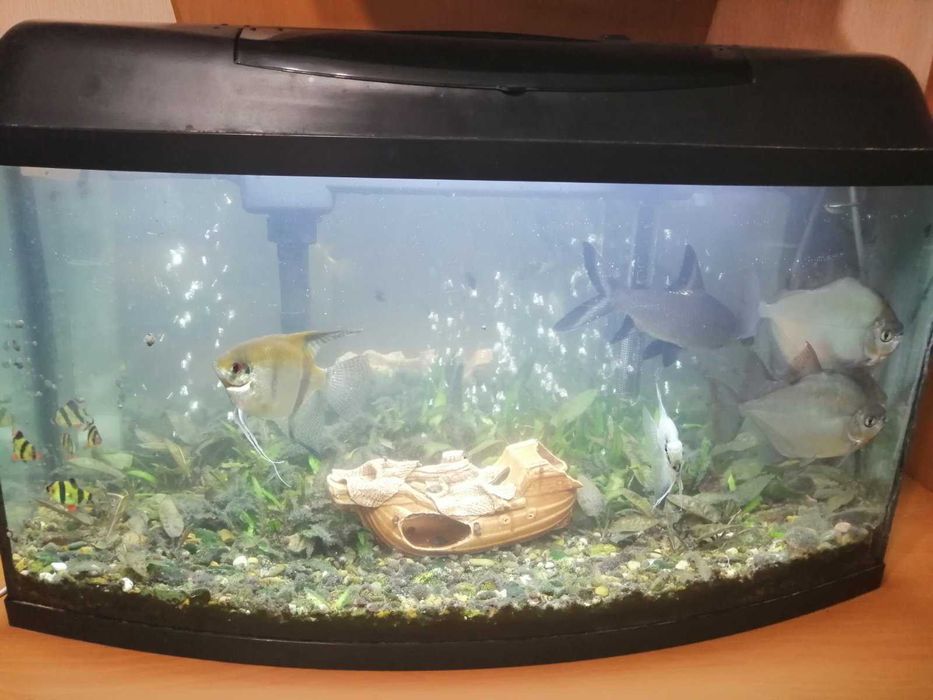 Аквариум большой