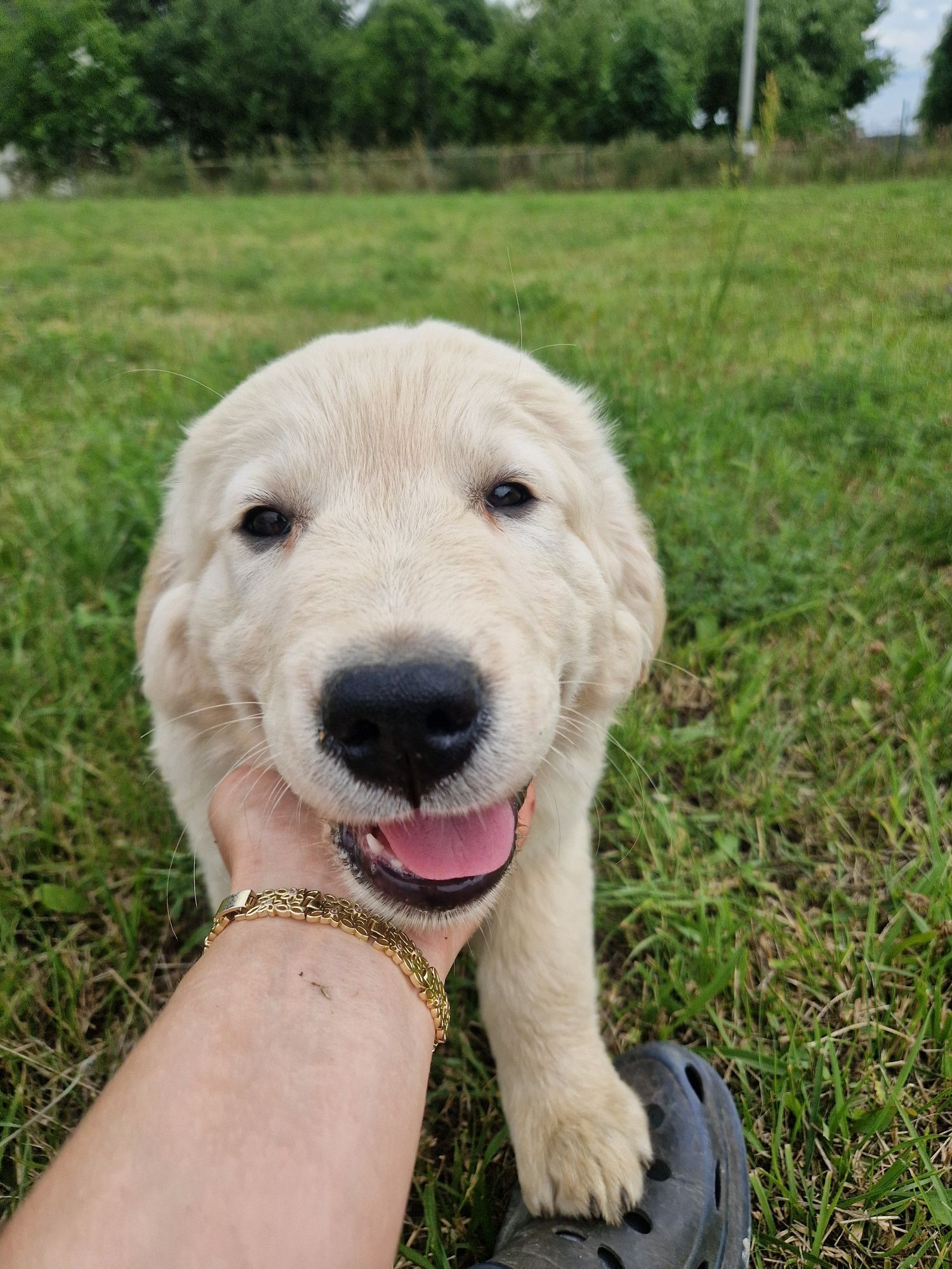 Samiec szczeniak golden retriever