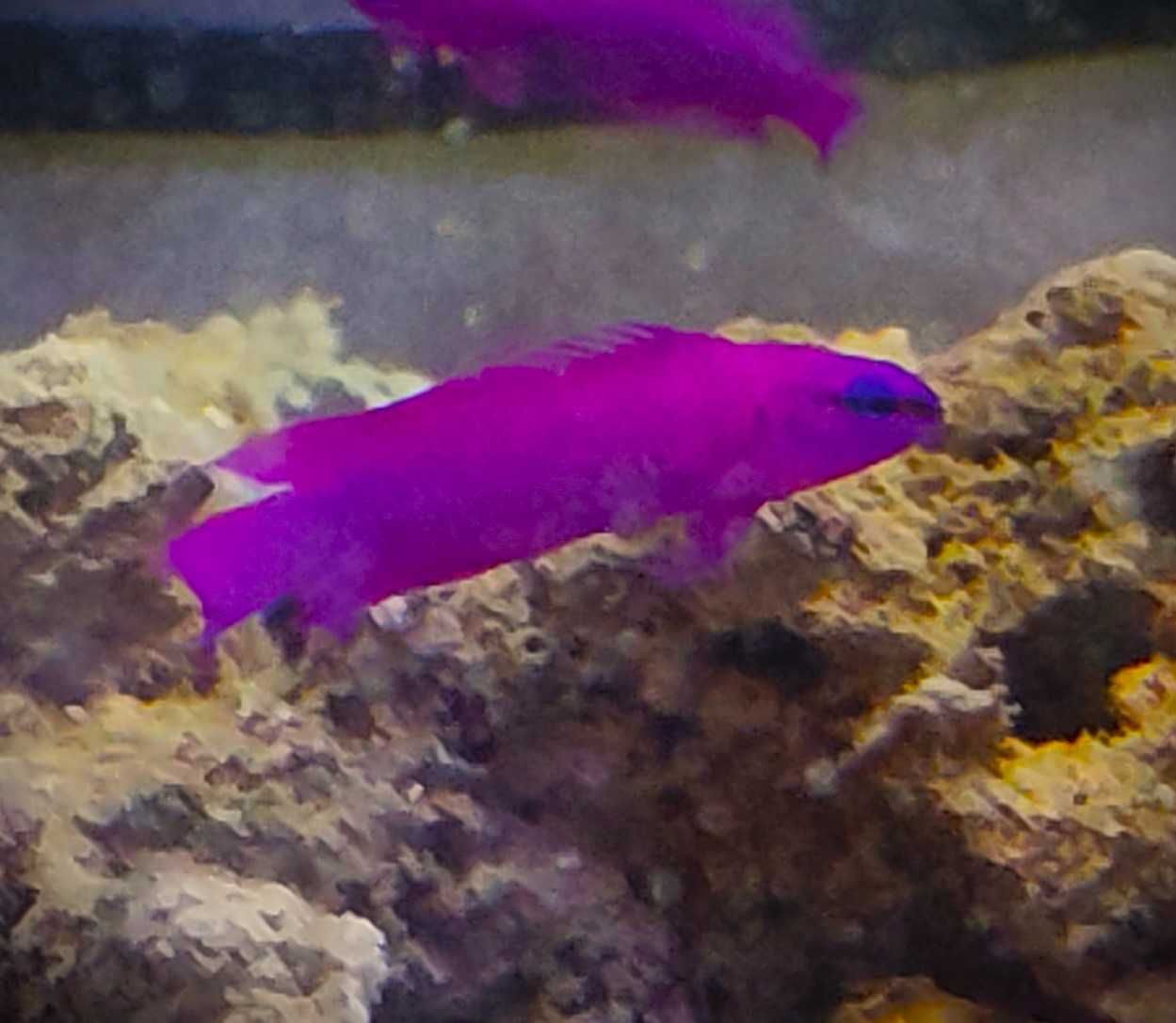 Pseudochromis fridmani. Morskie