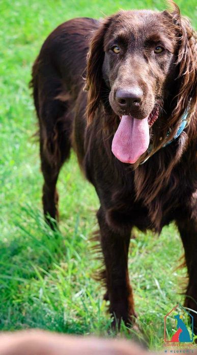 Piękna, duża w typie rasy, pełna radości życia i miłości do ludzi