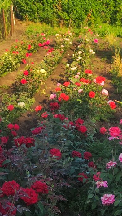 Роза английская чайногибридная