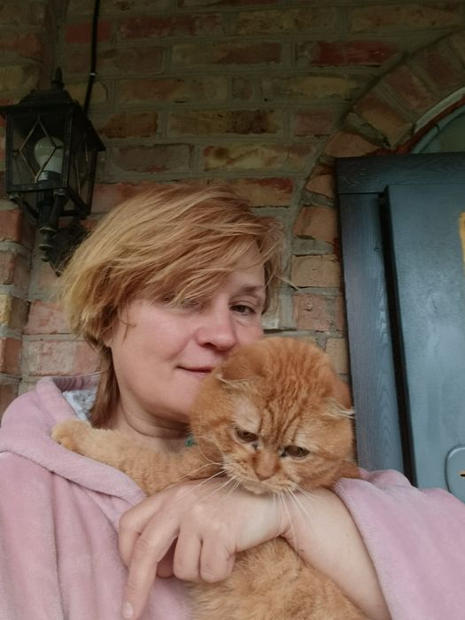 Вязка кота породы Шотландский стотиш - фолд  Бучанский район