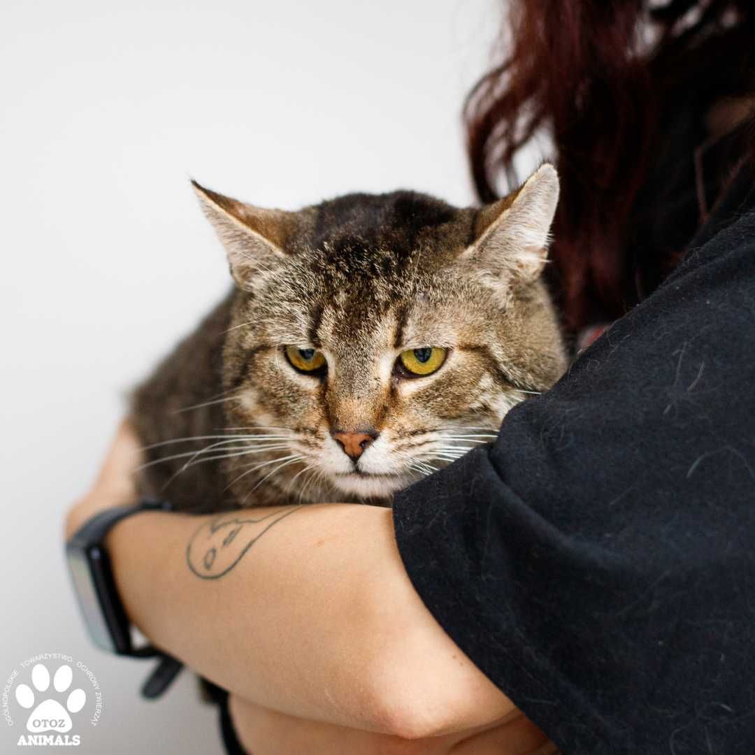 Koci senior IVO do adopcji! Łagodny tygrysek