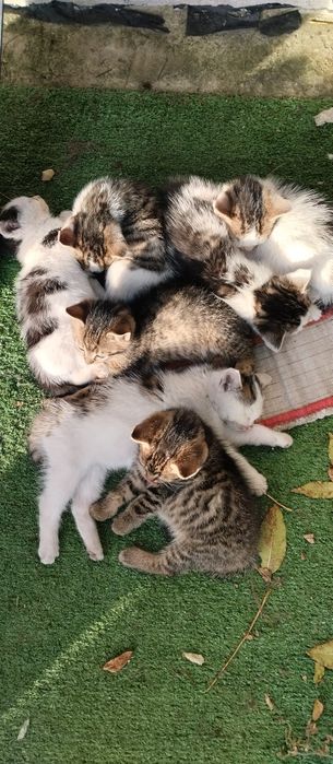 Kotki i kocurki do oddania za darmo