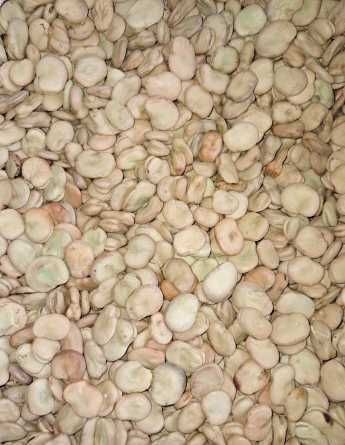 Słonecznik Koniczyna LUCERNA Sorgo Proso Wyka Groch Rajgras Trawa BÓB