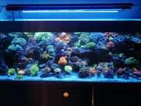 Szczepki koralowce akwarium morskie montipora zoanthus sps LPS briareu