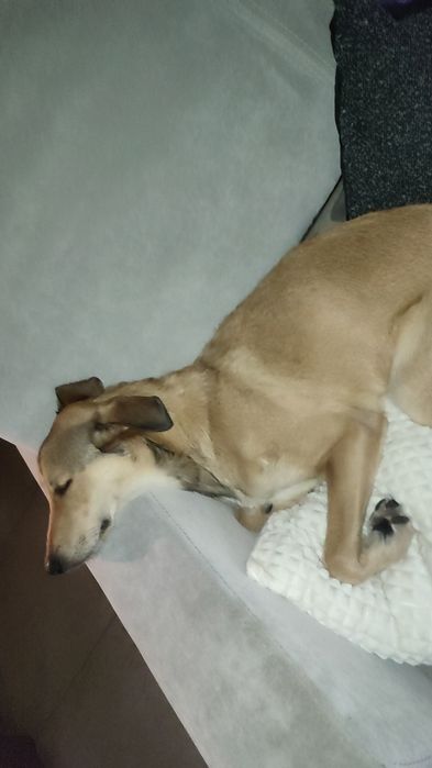 Oddam pieska w dobre ręce