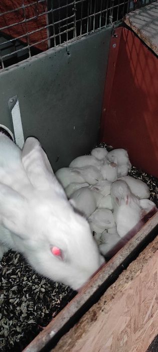 Комбікорм для кролів преміум з вітамінами повноцінний