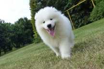 ... Samoyed / samojed chłopiec FCI ZKwP 2025 Wildness Siberian ...