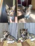 Котята ищут новый дом