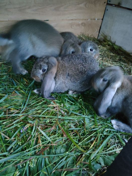 Sprzedam króliki barany francuskie kalifornijski i termonfzkie