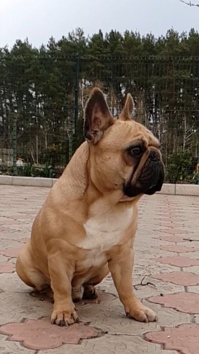 Французский бульдог