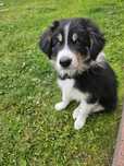 Border collie w dobre rece!!!