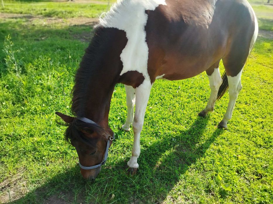 Klacz huculska, zrebna