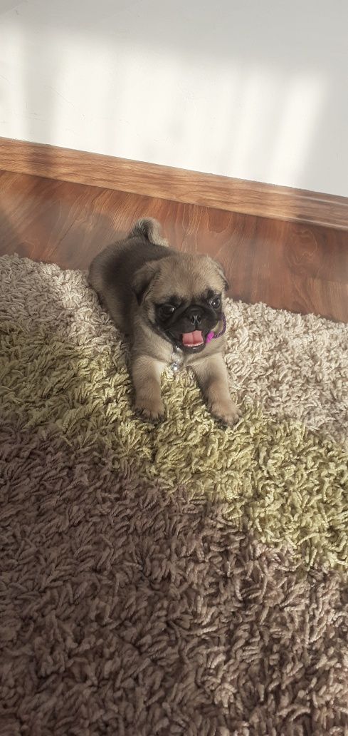 Suczka szczeniak mops