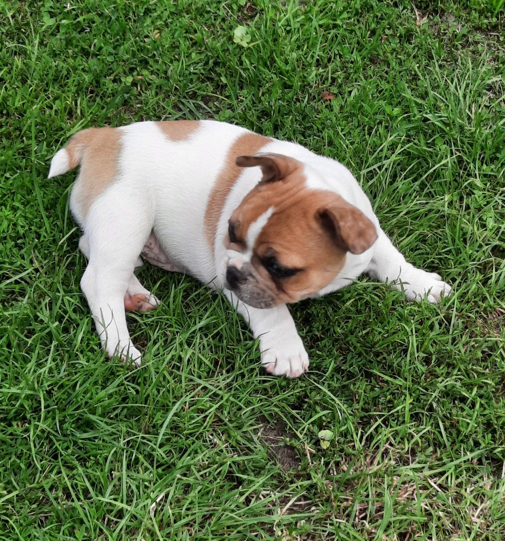 Szczeniaczek buldog francuski